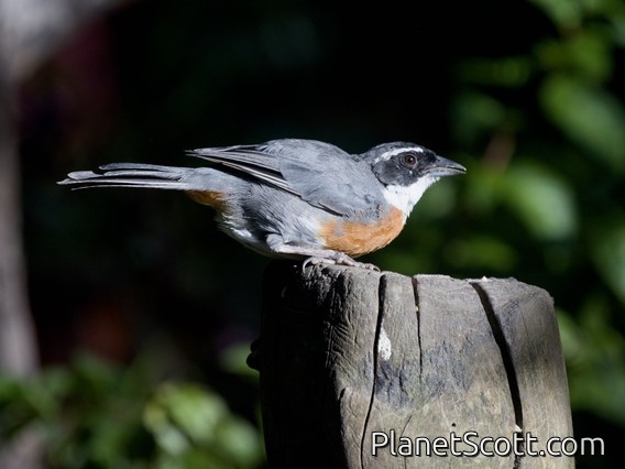 Chestnut-breasted Mountain Finch (Poospizopsis caesar)