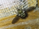 Tachinid Fly (Eudejeania sp)