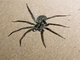 Wandering Spider (Ctenidae sp)