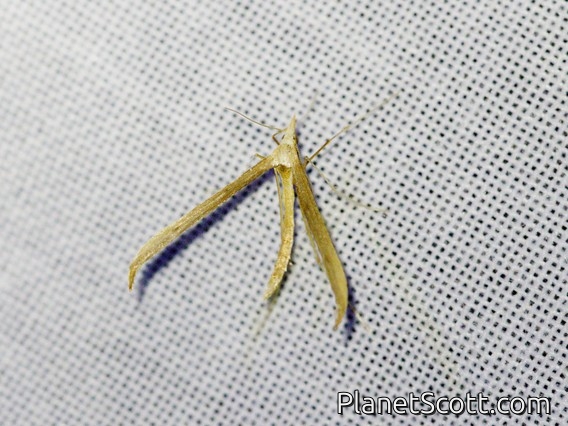 Plume Moth (Platyptiliini sp)