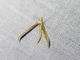 Plume Moth (Platyptiliini sp)
