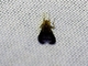 Lauxanid Fly (Lauxaniidae sp)