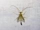 Short-tailed Ichneumonid Wasp (Ophioninae sp)