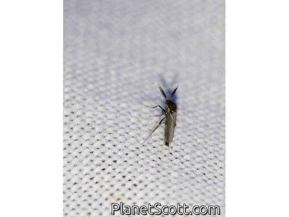 Biting Midge (Forcipomyia sp)