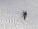 Biting Midge (Forcipomyia sp)