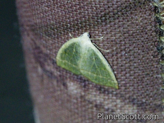 Emerald Moth (Ennominae sp)