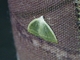 Emerald Moth (Ennominae sp)