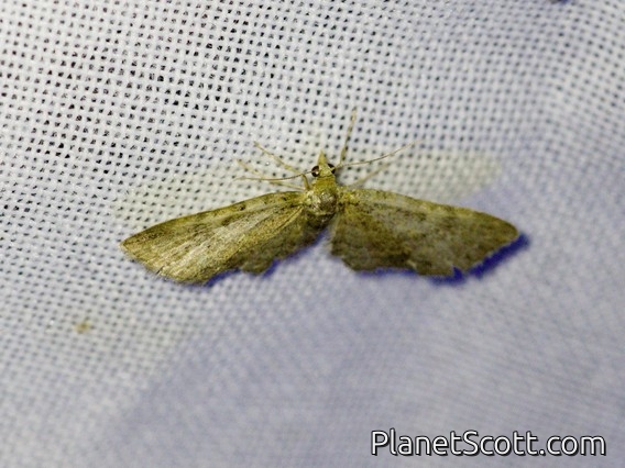 Pug Moth (Eupithecia sp)