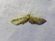 Pug Moth (Eupithecia sp)