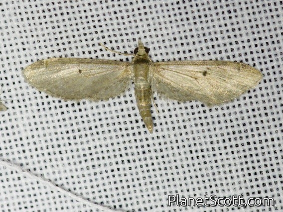 Pug Moth (Eupitheciini sp)