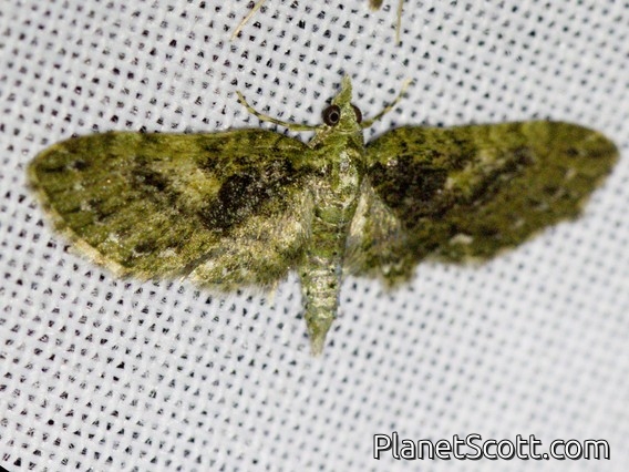 Pug Moth (Eupitheciini sp)