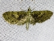 Pug Moth (Eupitheciini sp)