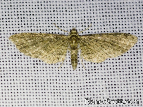 Pug Moth (Eupitheciini sp)