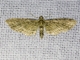 Pug Moth (Eupitheciini sp)