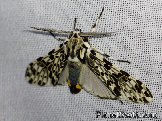 Tiger Moth (Erebidae sp)