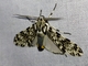 Tiger Moth (Erebidae sp)