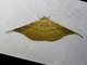 Geometer Moth (Geometridae sp)