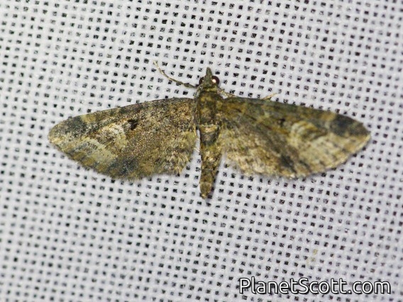 Pug Moth (Eupitheciini sp)