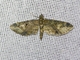 Pug Moth (Eupitheciini sp)