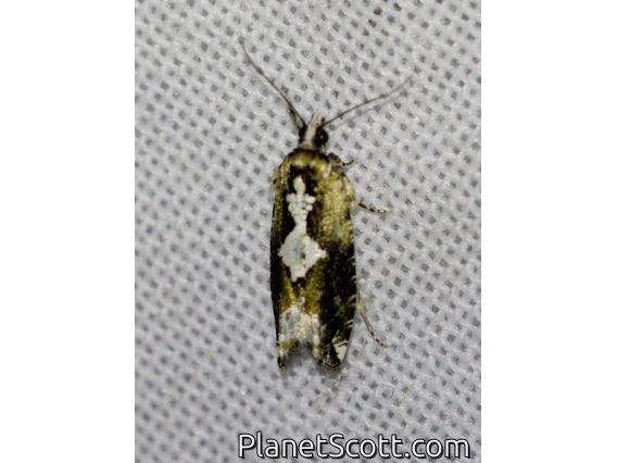 Tortricid Leafroller Moth (Eucosmini sp)