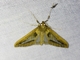 Pearl Moth (Diaphania fumosalis)