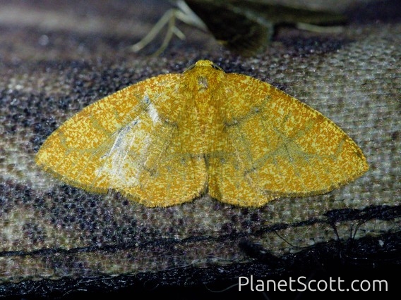 Geometer Moth (Ennominae sp)