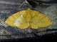 Geometer Moth (Ennominae sp)
