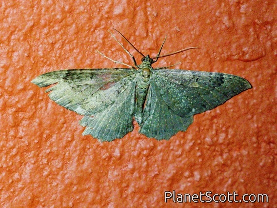 Carpet Moth (Larentiinae sp)