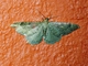 Carpet Moth (Larentiinae sp)
