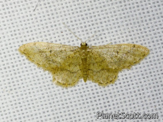 Geometer Moth (Ennominae sp)