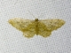 Geometer Moth (Ennominae sp)