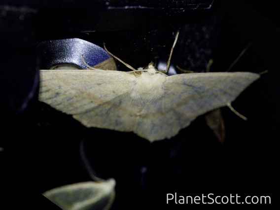 Geometer Moth (Ennomini sp)
