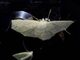 Geometer Moth (Ennomini sp)