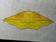 Geometer Moth (Ennomini sp)