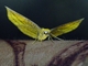 Geometer Moth (Ennomini sp)