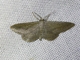 Wave Moth (Sterrhinae sp)