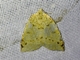 Geometer Moth (Perusia sp)