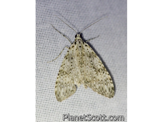 Geometer Moth (Graphidipus sp)