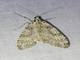 Geometer Moth (Graphidipus sp)