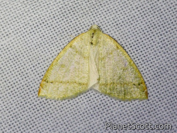 Geometer Moth (Perusia sp)