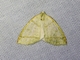 Geometer Moth (Perusia sp)