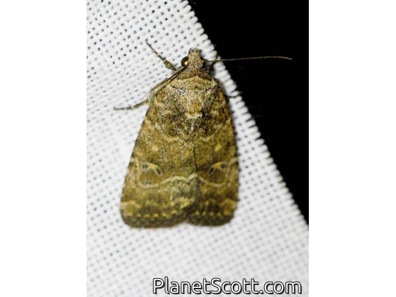 Cutworm Moth (Noctuidae sp)