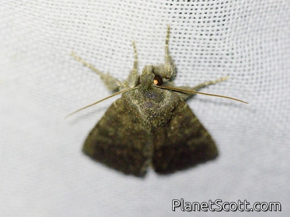 Cutworm Moth (Noctuidae sp)