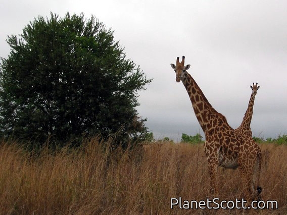 Trip Report, maps, and images for Africa: Part 1: Tanzania