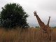 Maasai Giraffe (Giraffa tippelskirchi)