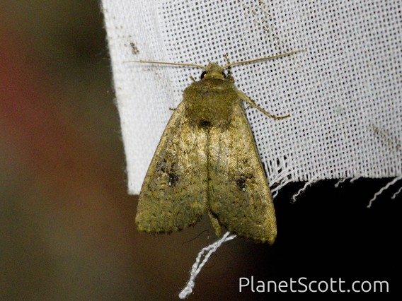 Cutworm Moth (Noctuidae sp)