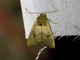 Cutworm Moth (Noctuidae sp)