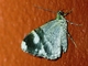 Geometer Moth (Geometridae sp)