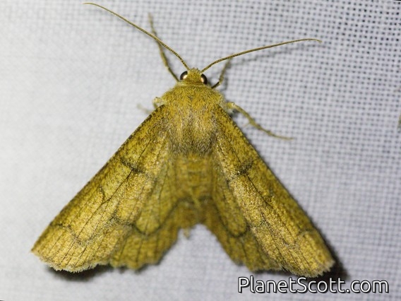 Geometer Moth (Ennominae sp)