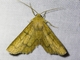Geometer Moth (Ennominae sp)